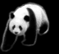 Ska Panda